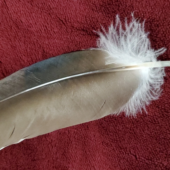 FOUND -- BIG Feather 11½ inch BEAUTIFUL Pheasant Bird Odd Decor Nature Outside - Picture 6 of 12